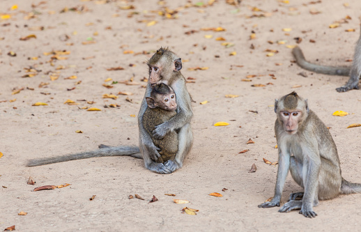 Rhesus monkeys Family, Mother and Child