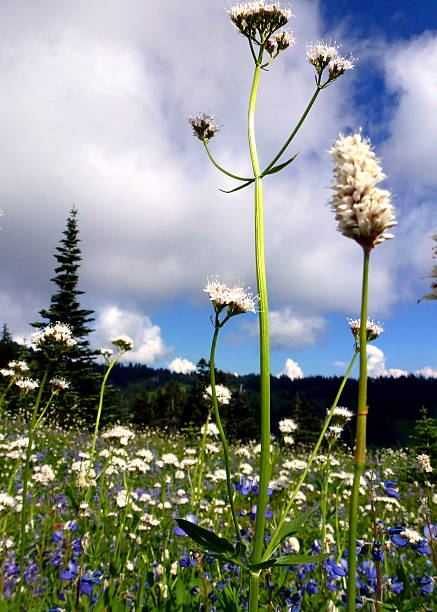 istock Wild flower closeup in Mt Rainier 505521204