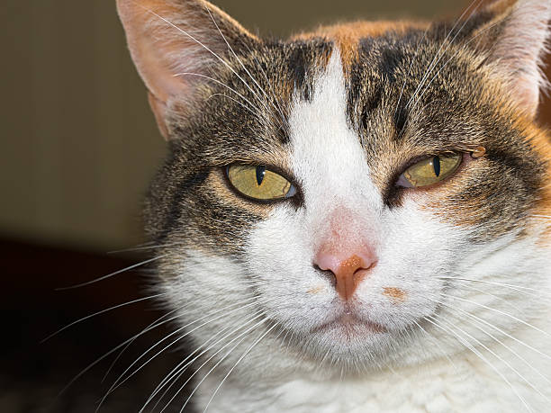 istock Pet cat with tick. Ixodes scapularis. 505521589