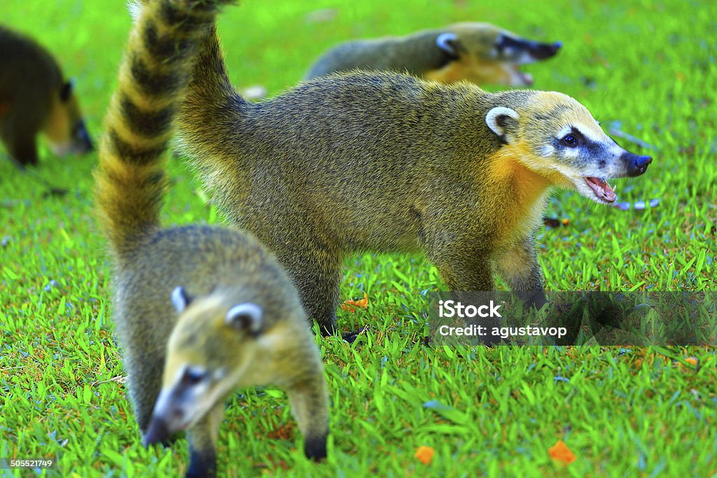 Nasua Coatis in Iguacu National Park, Brazil / Argentina You can see my collection of photos of stunning and surreal powerful Iguacu (Iguassu, Iguazu or Cataratas do Iguaçu) Falls - waterfalls and National Park rainforest, tropical birds and animals; the incredible waterfalls National Park in Brazil and Argentina sides, South America, sunrises, sunsets, and much others!!) in the following link below:  Puerto Iguazu Stock Photo