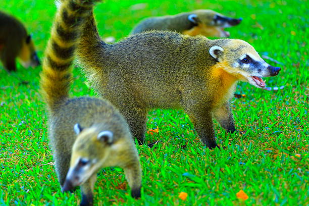 nasua coatis в национальный парк игуасу, бразилия и аргентина - iguazú стоковые фото и изображения