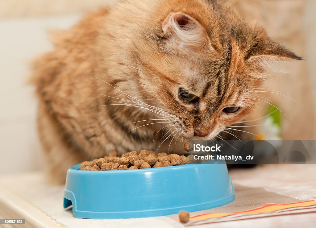 Cat eats dry catfood Tabby Cat eats dry cat food from blue bowl Domestic Cat Stock Photo