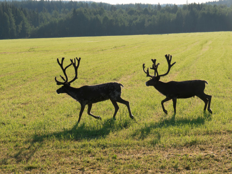 Reindeers on  green swedish fjeld