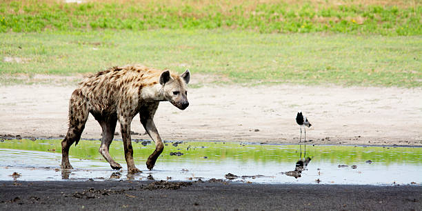 istock Hyena Walking in Shallow Water 505523315