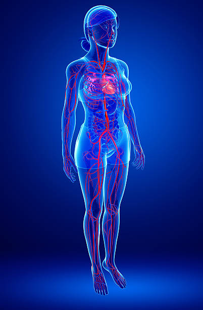 Female circulatory system stock photo