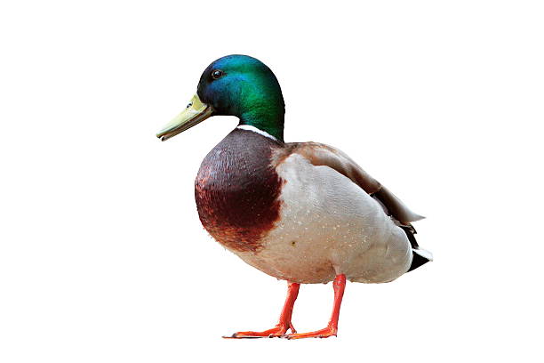 isolated male mallard duck stock photo