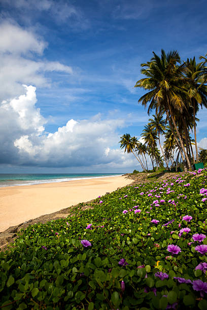 istock Tropical beach in Sri Lanka 505524120