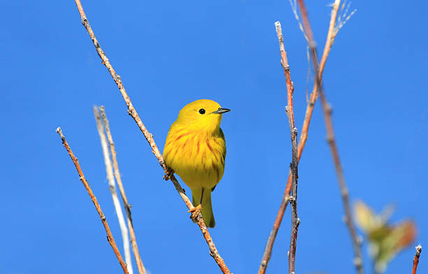 istock Yellow Warbler - Male 505524238