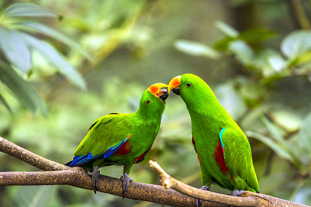 lorikeet - single line multi colored bright yellow zdjęcia i obrazy z banku zdjęć