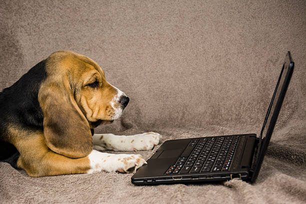 istock Dog working at a laptop 505524502
