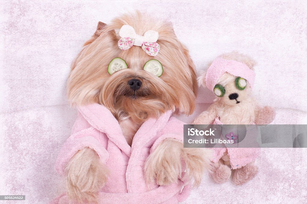 Yorkie Dog and Teddy Bear Friend at the Beauty  Salon Yorkshire terrier dog and teddy bear friend getting massages at the beauty spa salon. Dog Stock Photo