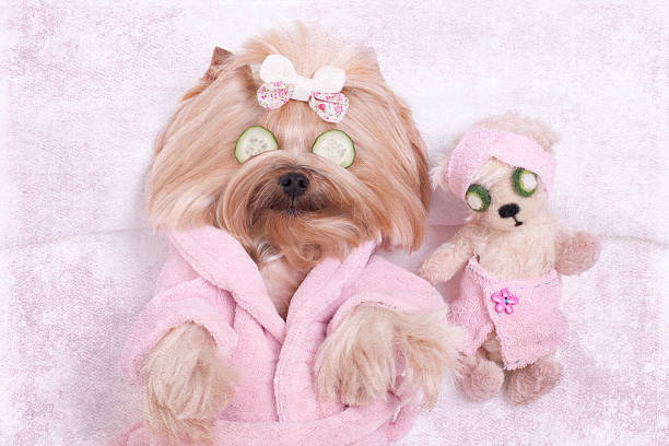 Yorkie Dog and Teddy Bear Friend at the Beauty  Salon Yorkshire terrier dog and teddy bear friend getting massages at the beauty spa salon. hairdresser photos stock pictures, royalty-free photos & images