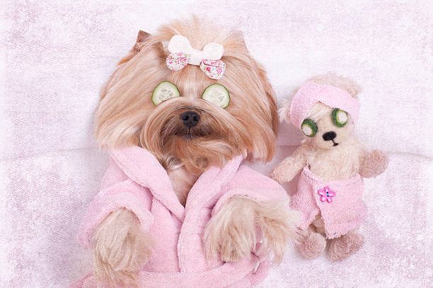 Yorkie Dog and Teddy Bear Friend at the Beauty Salon Yorkshire terrier dog and teddy bear friend getting massages at the beauty spa salon. pink teddy bear stock pictures, royalty-free photos & images