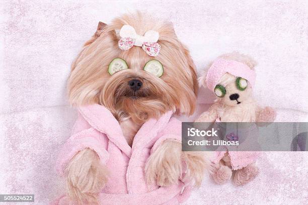Yorkie Dog And Teddy Bear Friend At The Beauty Salon Stock Photo - Download Image Now