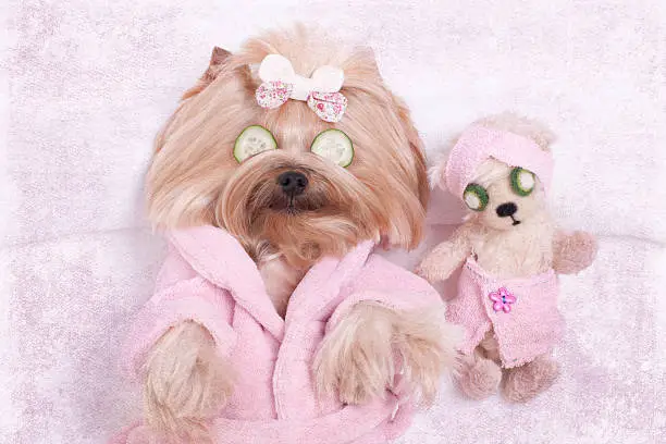 Photo of Yorkie Dog and Teddy Bear Friend at the Beauty  Salon