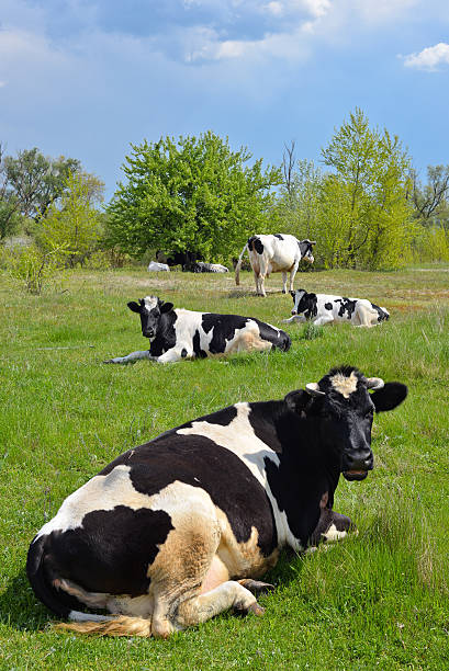 istock The herd of cows 505524815