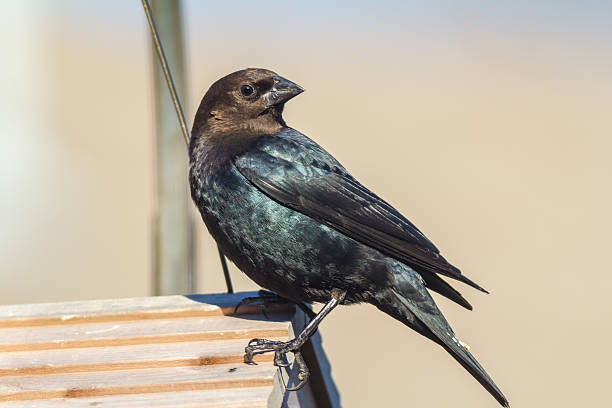 ブラウンインドカウバード（molothrus ater - cowbird ストックフォトと画像