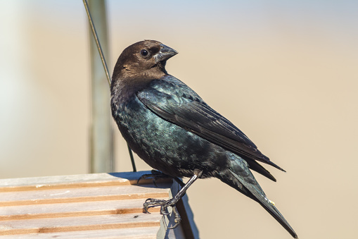Brown-headed Cowbird (Molothrus ater) perched on roof of bird feeder.  Blue-black feathers glisten in bright light, almost iridescent.