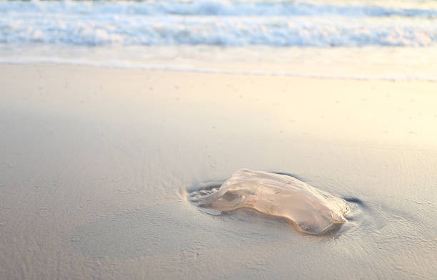 istock Dead jellyfish on the sand at hua hin beach 505525620