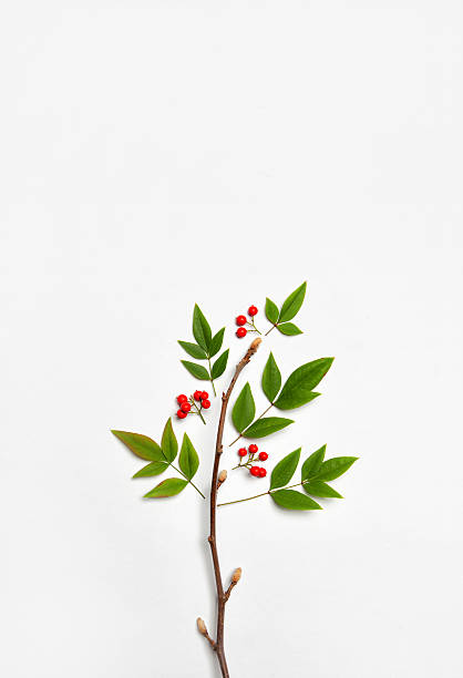 Konzeptionelle Pflanze auf weißem Hintergrund – Foto