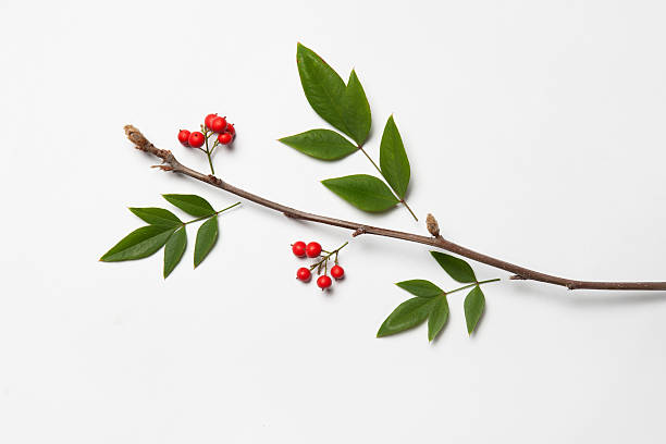 Conceito de galho de árvore com folhas e frutas vermelhas - foto de acervo