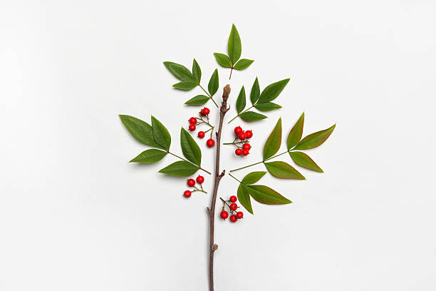 Galho de árvore com folhas e frutas vermelhas e conceito - foto de acervo