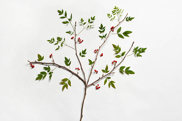 Grande conceito de árvore com folhas e frutas vermelhas - foto de acervo