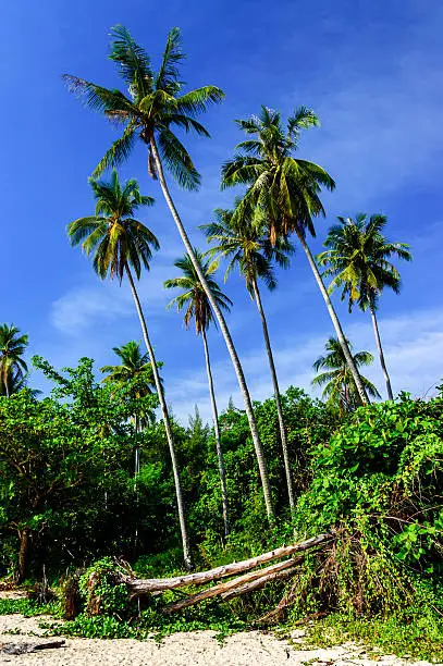 Palm trees against blue sky on beach in Southern Thailand