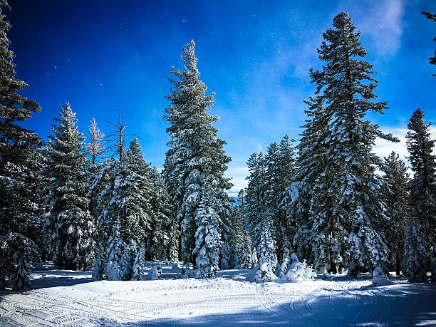 istock Winter landscape - Lake Tahoe 505527666