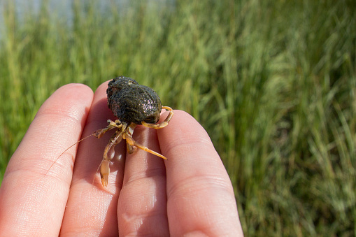fingers holding a Long-Clawed Hermit Crab (Pagurus longicarpus) living inside of a Periwinkle Shell in Massachusetts