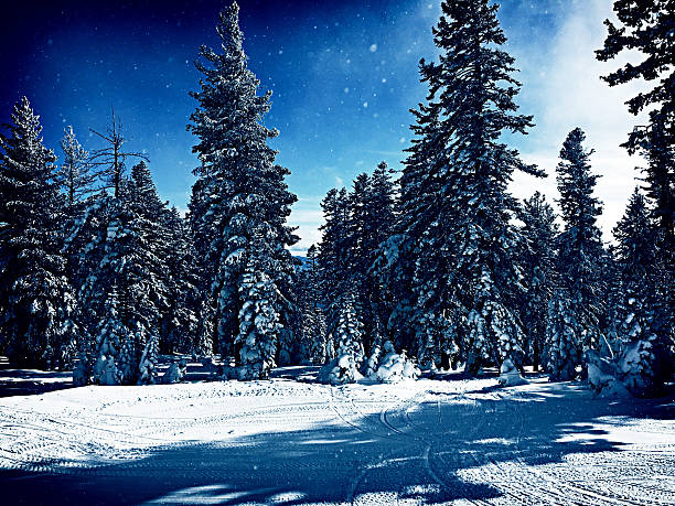 istock Winter landscape - Lake Tahoe 505528852