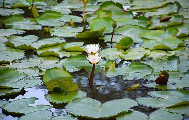 istock Couple lotus 505529624