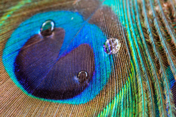 istock Peacock feather closeup with water drops, macro 505529842