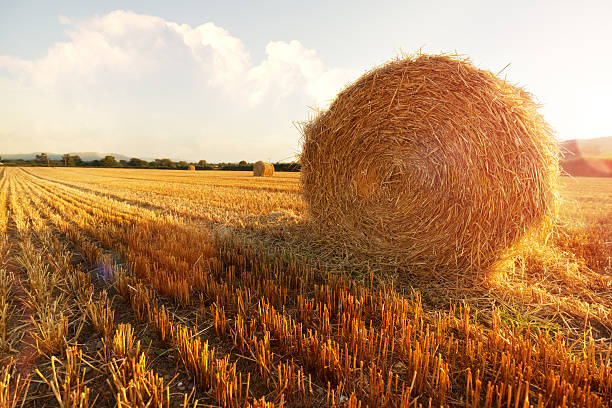 istock Hay bales in golden field 505532487
