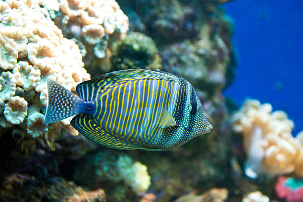 Zebrasoma desjardini saltwater aquarium fish - Zebrasoma desjardini zebrasoma desjardini stock pictures, royalty-free photos & images