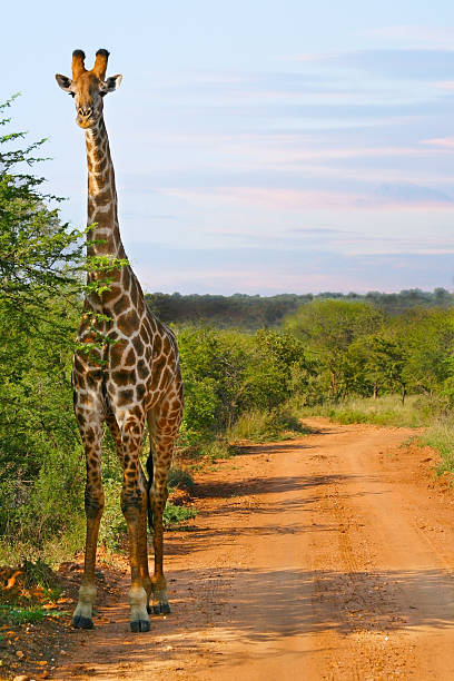 istock Giraffe on dirt road at sunset 505532825