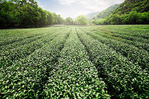 china's tea garden - chinese tea stock-fotos und bilder