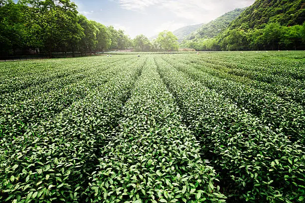 Photo of China's tea garden