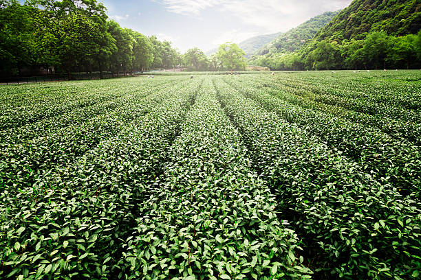 chiński ogród herbaciany - herbal medicine green tea crop tea zdjęcia i obrazy z banku zdjęć