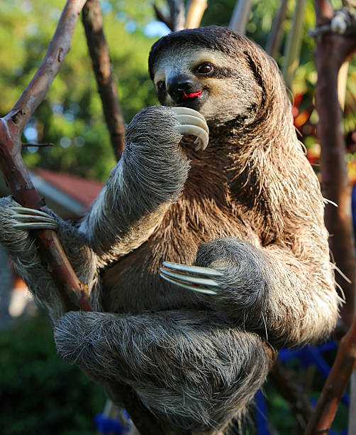 istock Happy Sloth Eating Hibiscus Flowers 505533394