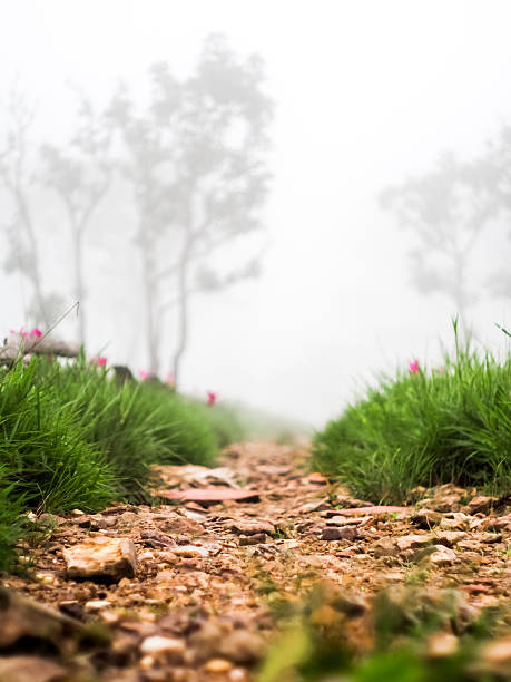 Scenic trails Siam tulip field in Thailand stock photo