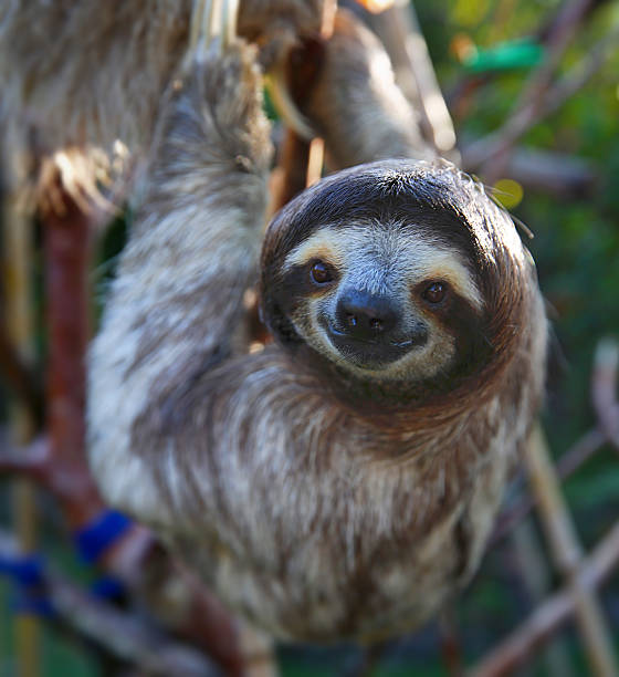 istock Happy Sloth Hanging Around the Rain Forest 505533940
