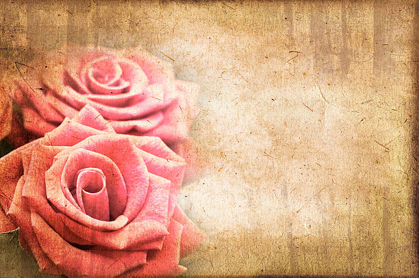 istock Pink rose close up, vintage card 505534073
