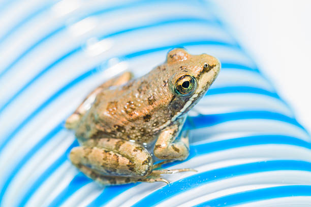 Small frog sitting on a blue and white striped tube