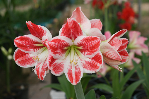 Closeup of a red Amaryllis flower in full bloom.