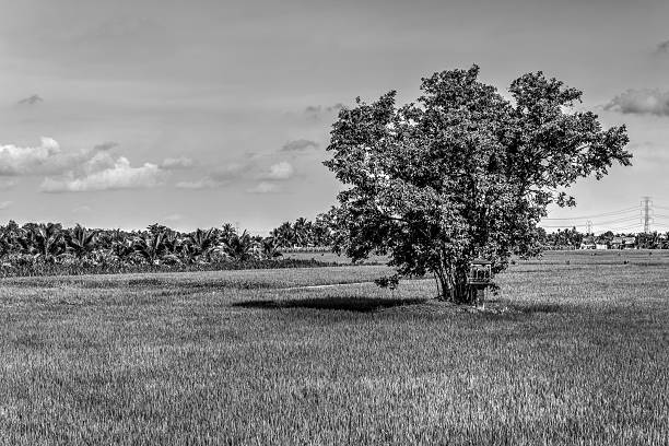 istock Lonely tree in rice field. Monochrome 505534776