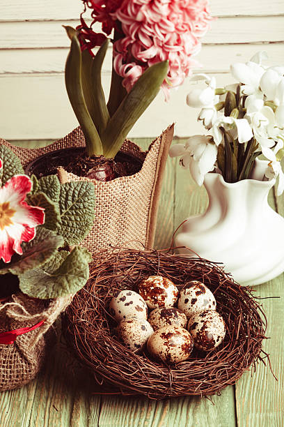 istock Quail eggs in the nest 505534824
