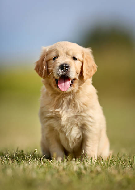 Cute golden retriever puppy stock photo