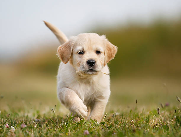 istock Golden retriever puppy running towards camera 505535149