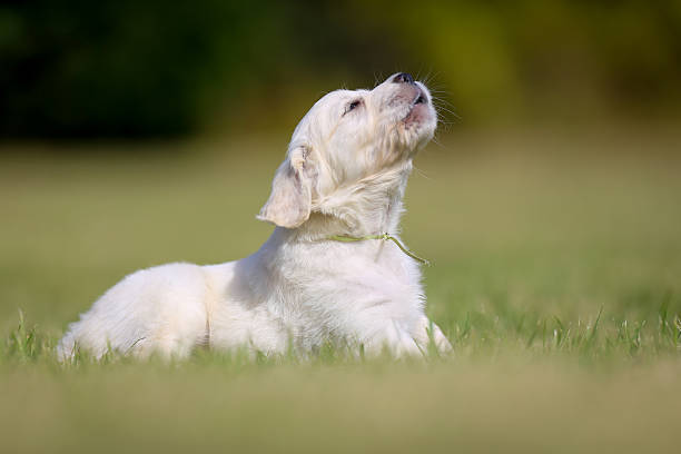 istock Barking golden retriever puppy 505535173